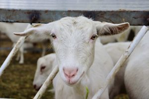 Lapte de capră: proprietăți și beneficii