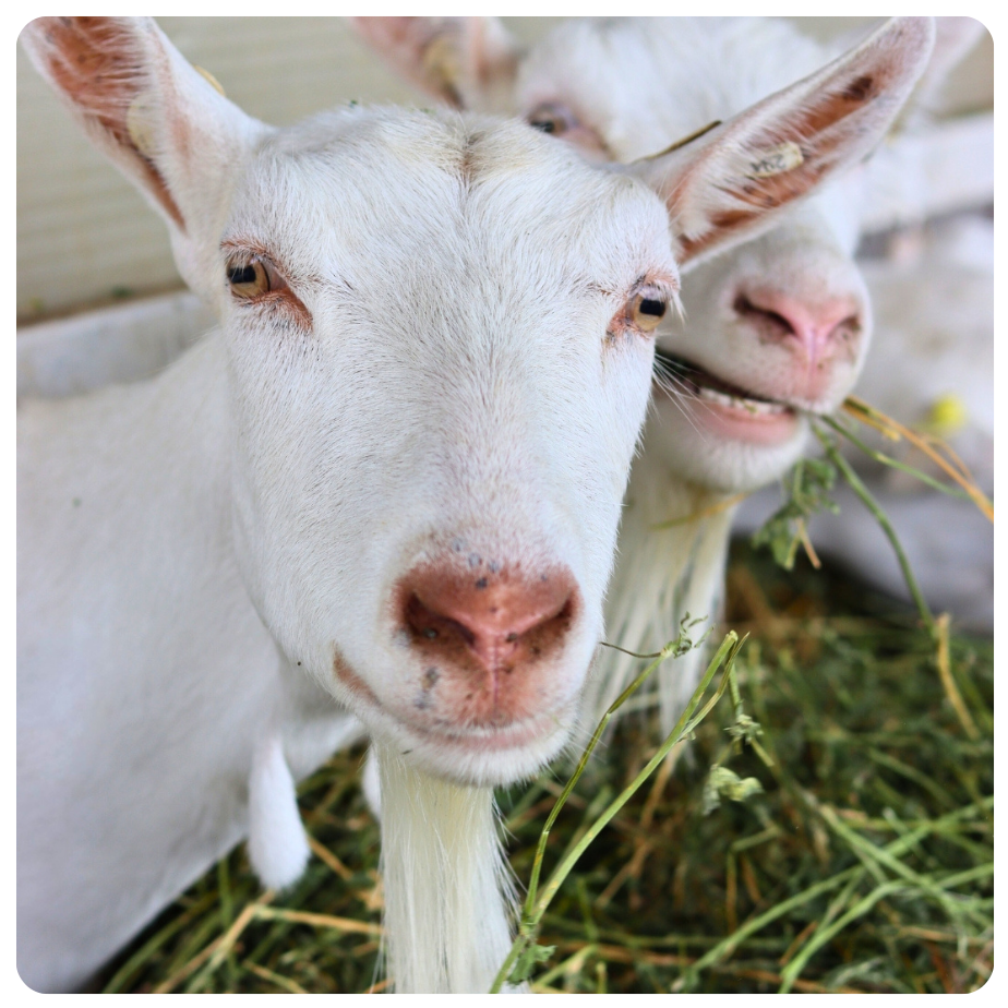 despre hrana căprițelor