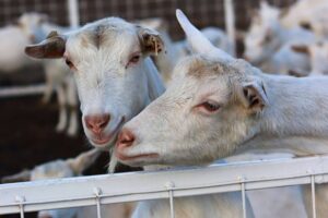 De la odăița cu lucernă direct în cană: hrana căprițelor și rostul ei în gustul lăpticului